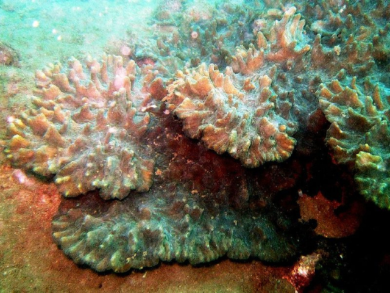  Pectinia lactuca (Lettuce Coral)